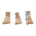 thumbnail image 5 of Human Foot Anatomy Model with Digital Signs, Normal/Flat/High Arched Foot Anatomy Model for Medical Teaching, 5 of 14