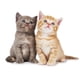 thumbnail image 2 of Wosthever Pegatinas de pared, pintura para decoración de gatos, impresión de imágenes con temática de simulación bonita, carteles, Decoración del hogar, 2 of 6