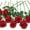 Red, variant on Zukuco 12 PCS Artificial Flowers Roses Silk Flowers Fake Long Stem Artificial Roses for Home Wedding Bathroom Kitchen Decorations (Red)