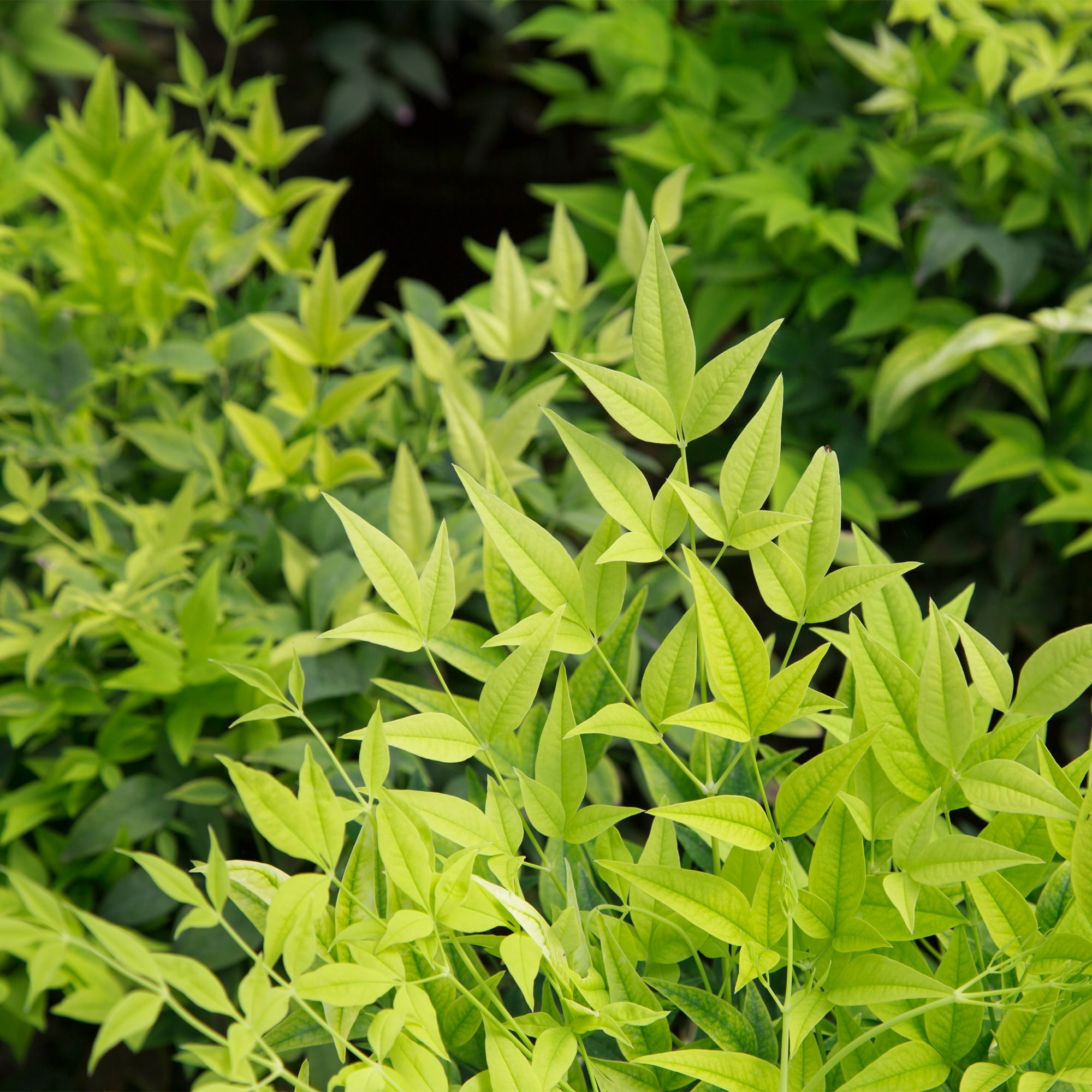 Southern Living Lemon Lime Nandina Live Shrub in 1-Gallon Grower Pot