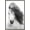 Barnwood Framed Version, variant on Grayscale Horse Wall Poster, 22.375" x 34"