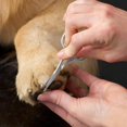 thumbnail image 6 of Pet Grooming Scissors, Stainless Steel Rounded Tip Trimming Shears for Dogs and Cats, 6 of 10