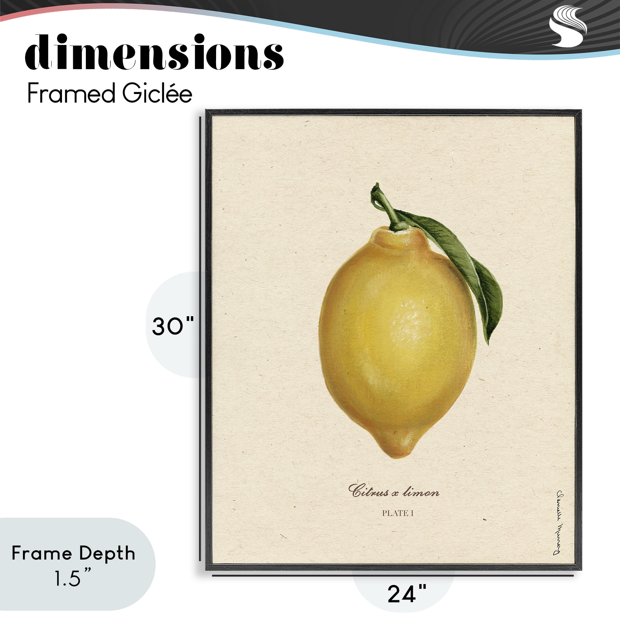 Stupell Industries Lemon Fruit Portrait Black Framed Giclee Art, design by Danielle Murray