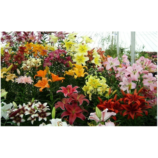 Lilium Oohs and Aahs Mixed Flower Bulbs 10 Bulbs
