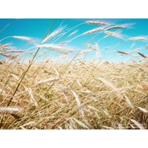 100 Common BARLEY Hordeum Vulgare Grain Grass Cover Crop Beer Seeds