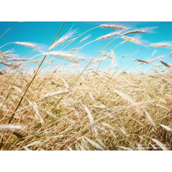 100 Common BARLEY Hordeum Vulgare Grain Grass Cover Crop Beer Seeds