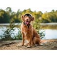 thumbnail image 4 of NAMASN Dog Helmet for Dog, Dog Motorcycle Helmet with Ear Holes and Adjustable Strap - L, 4 of 6