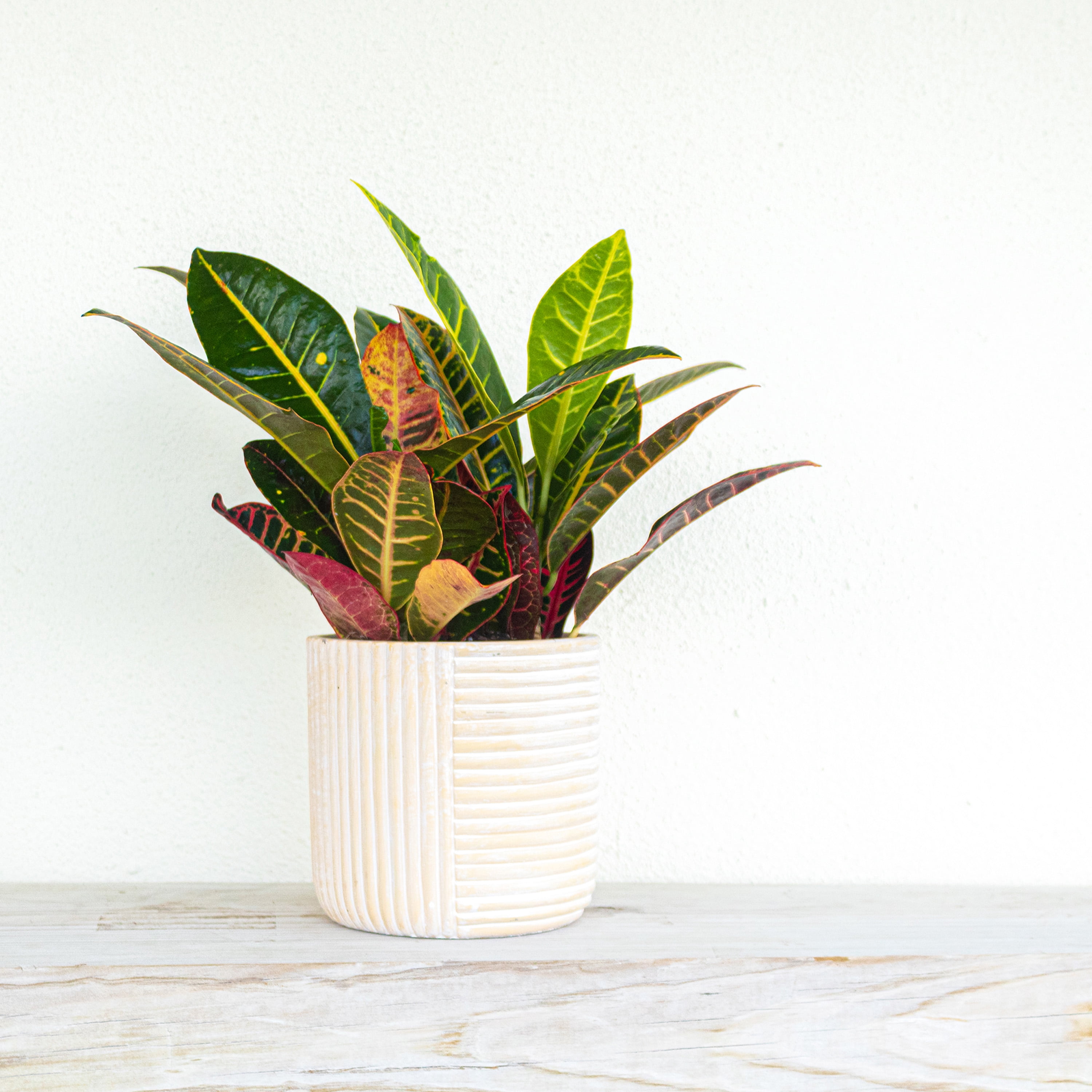 United Nursery Live Croton Petra Plant 14-18 Inches Tall in 6 Inch Grower Pot