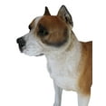 thumbnail image 5 of Large Lifelike Realistic American Pit Bull Terrier Dog Statue 21.75"L Decor, 5 of 10