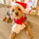thumbnail image 5 of Conjunto de disfraz de Navidad para mascotas, suave, cálido, gatos, perros, sombrero ajustable con bufanda para fiesta de Navidad, cosplay, sombrero y bufanda de Navidad M, 5 of 12