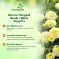 thumbnail image 3 of Outsidepride Marigold White - 1000 Seeds, 3 of 9