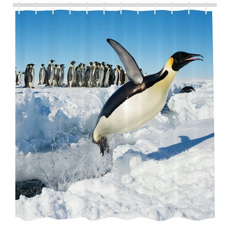 North Wildlife Swimming Fly Dancing Penguin Family Bird Picture