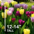thumbnail image 4 of Garden State Bulb Single Early Royal Prince Mix Tulip Flower Bulbs, 12/+ cm (Bag of 50), 4 of 4