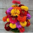thumbnail image 2 of Isla's Garden Seeds California Giant Zinnia 200 Heirloom Flower Seeds, Non-GMO Vibrant Colors, 2 of 6