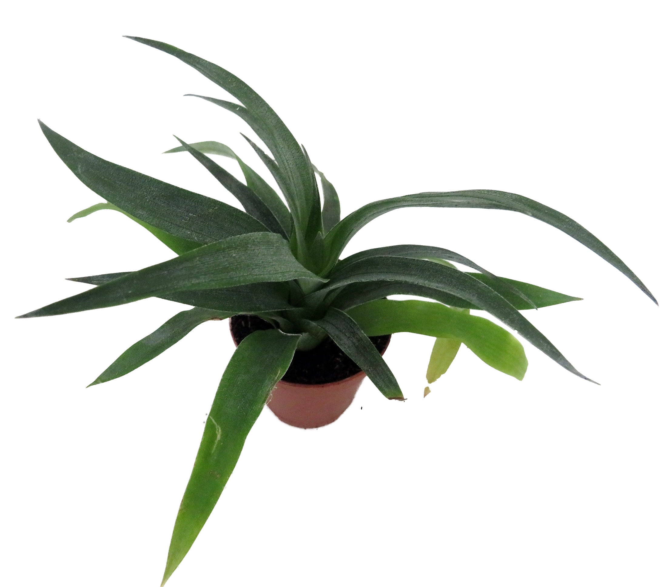 Mini Pineapple Plant - Ananas comosus - Great Indoors/Out - 2.5" Pot