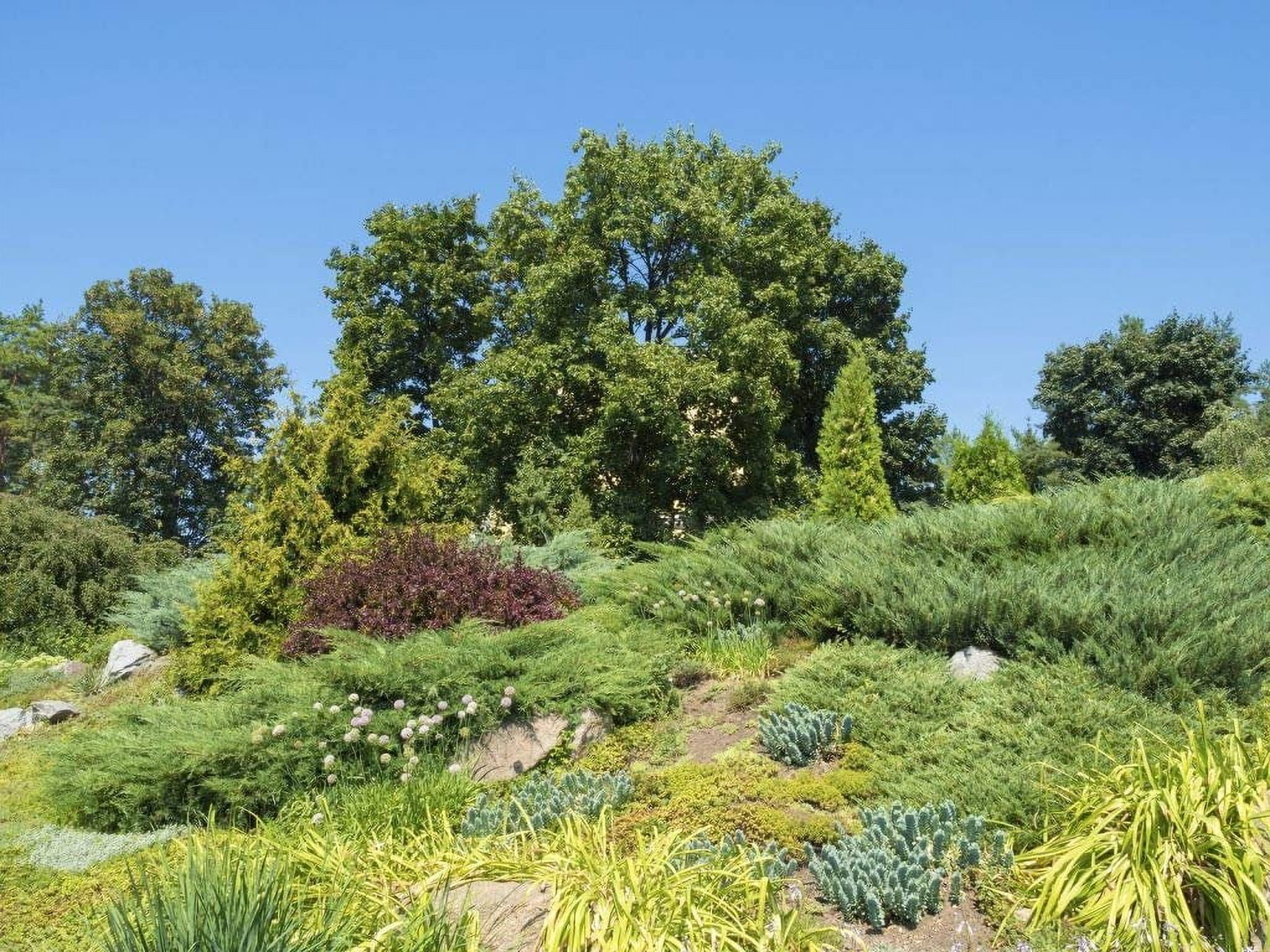 Gold Lace Juniper - 3 Live Plants - Juniperus Chinensis - Evergreen Groundcover