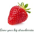 thumbnail image 5 of 4 Pack Strawberry Supports Stand , Adjustable Plant Support Racks Keeping Fruit Elevated to Avoid Ground Rot, Grow Bigger, Cleaner, Increase The Yield, 5 of 5