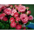 thumbnail image 3 of Bolokofsky, Ronald 14x12 Black Modern Framed Museum Art Print Titled - Pot of Roses, 3 of 5