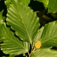 thumbnail image 4 of American Beech Tree, American Beech Live Plant Outdoor Landscape, 6'' Tall Quart Pot, 4 of 5