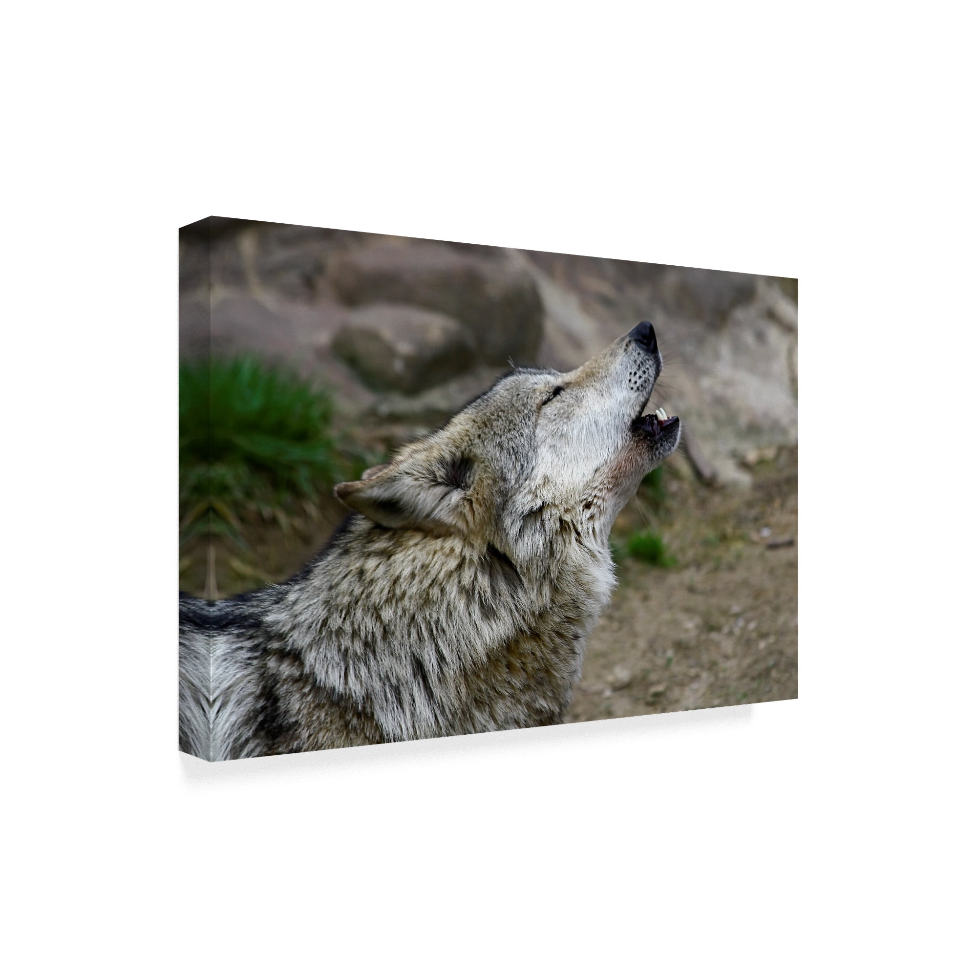 Trademark Fine Art 'Mexican Wolf Howling' Canvas Art by Galloimages Online