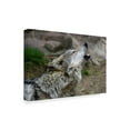 thumbnail image 2 of Trademark Fine Art 'Mexican Wolf Howling' Canvas Art by Galloimages Online, 2 of 3