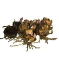 thumbnail image 2 of 5 Brasilica Oriental Lily Bulbs, 2 of 3