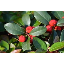 Partridge Berry Plant - Easy to Grow, Very Attractive Red Berries (1 Plant)