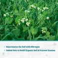thumbnail image 5 of Back to the Roots Organic Field Pea (with Oats) Cover Crop Seeds, covers ~250 sq. ft., 5 of 10