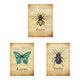 thumbnail image 1 of Pintura Insecto Impresión de Pared Naturaleza Impermeable Sin Agrhramed Art Owlet Animal Poster Decoración Dormitorio Sala de estar Baño 3 unids Methold HA011003-00, 1 of 7