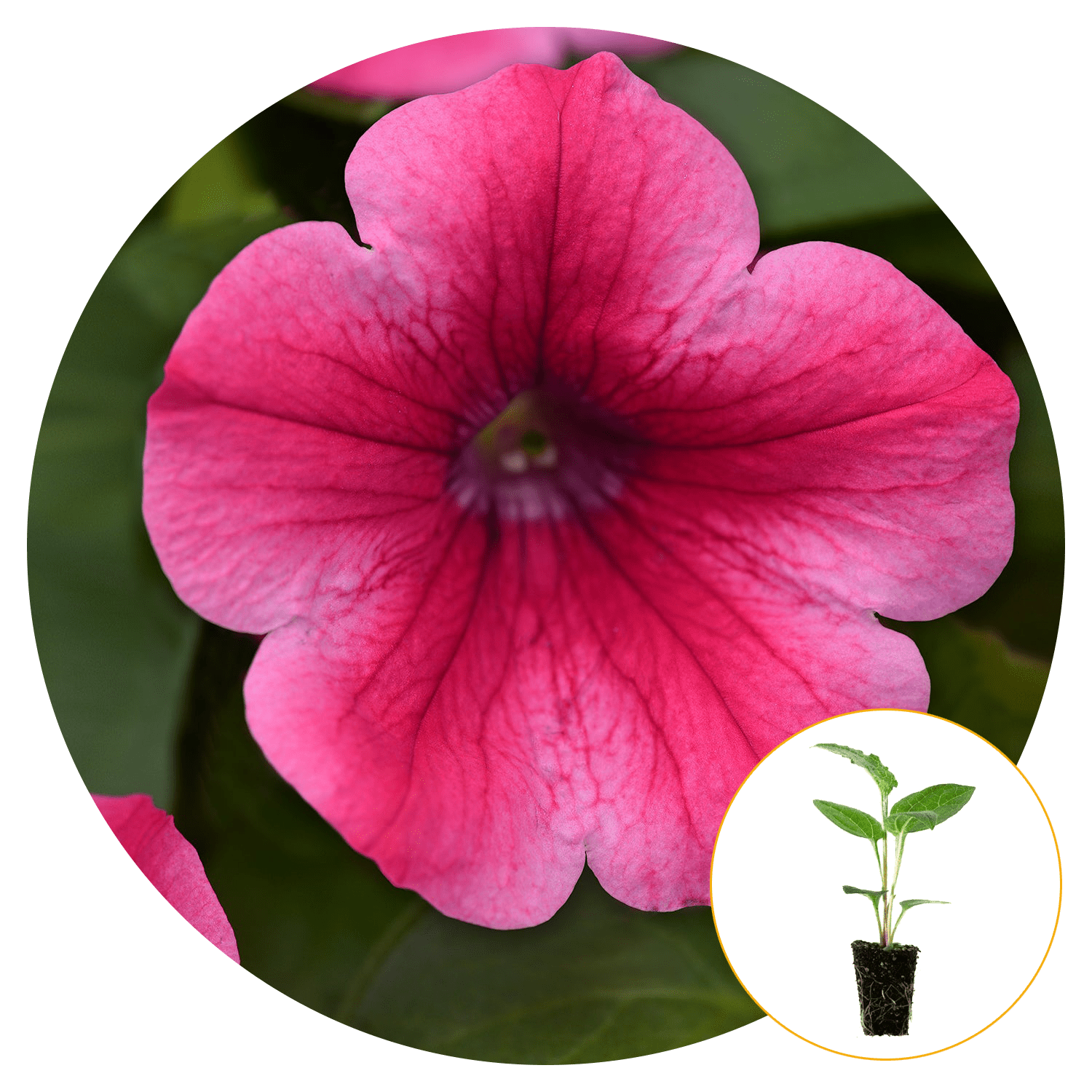 GMO free 200 seeds Climbing Petunia Mixed Colors