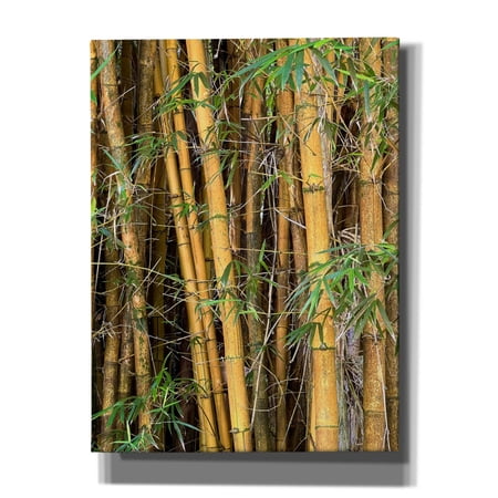 Epic Graffiti Bamboo Forest by Nicole Dell Canvas Wall Art 12 x 16