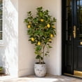thumbnail image 4 of 2-Pack 4FT Artificial Lemon Plant That Look Real, Faux Lemons Citrus Plants with Yellow Fake Lemons Fruits in Black Pot, Indoor Artificial Plants for Home Office Kitchen Decor Party Wedding Christmas, 4 of 8