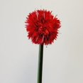 thumbnail image 1 of Red Allium Stem Artificial Flower, 1 of 1