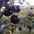 thumbnail image 4 of Arkansas Black Apple Live Tree - 7 Gallon Bareroot, 4 of 6