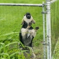 thumbnail image 5 of Danolapsi Hardware Cloth 1/2 Inch, Chicken Wire Fencing 19 Gauge, Galvanized Wire Mesh Roll, Raised Garden Bed Supports Wire Mesh Fence - Prevent Snakes, Raccoons, Foxes, 5 of 7
