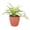 Terra Cotta, variant on Live Variegated Spider Plant - 4" Eco Pot - Natural