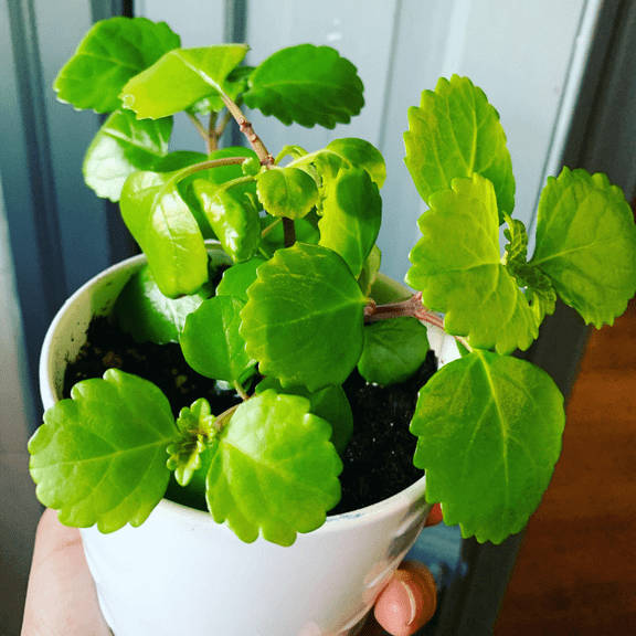 2 Green Swedish Ivy Plants 3-6'' , Plectranthus Swedish Ivy Starter Plants, Indoor Outdoor Planting