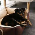 thumbnail image 4 of Cat kennel spot dog kennel removable and washable pet kennel online shop agent pet supplies ShopWise Round, 4 of 6