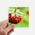 thumbnail image 1 of Fresh Berry Picture Nature Photograph Sticker Square Waterproof Stickers Wallpaper Car Decal, 1 of 1
