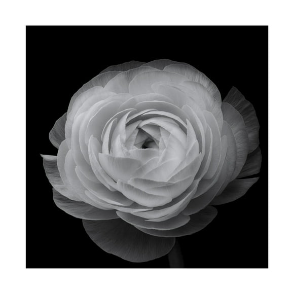 Canvas Wall Art - Lotte Gronkjar 'Ranunculus' Wall Art for Living Room, Bedroom, or Office D?cor by Trademark Fine Art - 14 x 14 Inches