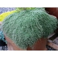 thumbnail image 3 of Wooly Thyme - Great Groundcover - Live Plant - Hardy - 3" Pot, 3 of 3