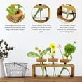thumbnail image 4 of Propagation Stations, Plant Terrarium for Indoor Hydroponic Decor, Glass planters for Fresh Cuttings, Unique Birthday Gifts for Women & Mom, Home/Office Decor, 4 of 10