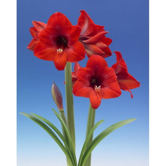 TASC BULBS AMARYLLIS FLORIS HEKKER- 1 BULB