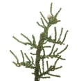 thumbnail image 2 of Vickerman Artificial Christmas Tree 7.5' x 51'' Crestview Pine 2962 Tips, 2 of 2