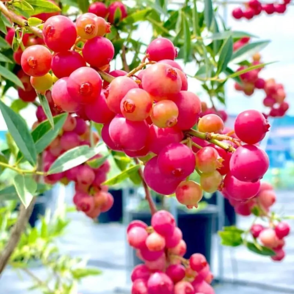 Set 2 Pink Lemonade Blueberry Live Plants, Dwarf Fruit Tree Starter Plant, Vaccinium Pink Lemonade, Unique Dwarf Variety with Pink Berries, 4 to 6 Inch Tall, No Ship Pot
