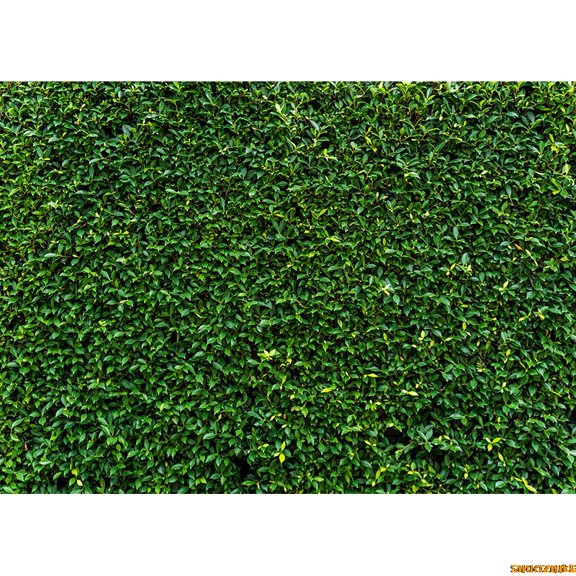 Gre Virgin Coniferous Forest Photography Backdrops Props Moss Tropical Nature Landscape Theme Background ZL-03