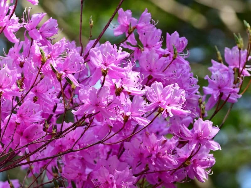 Purple Formosa Azalea  3 Live Plants  Rhododendron Formosum  Lush Flowering Shrub  Hardy Garden Landscape Accent  Vibrant Spring Blooms
