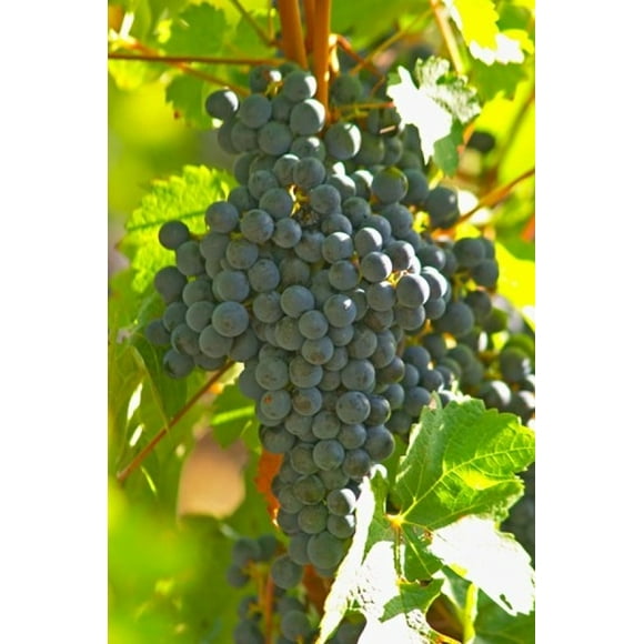 Cabernet Sauvignon Vineyard, Bordeaux, France Poster Print by Per Karlsson (24 x 36)