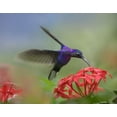 thumbnail image 2 of Fitzharris, Tim 32x26 Gold Ornate Wood Framed with Double Matting Museum Art Print Titled - Violet Sabrewing Hummingbird, 2 of 4