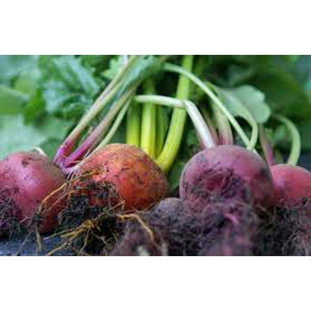 Detroit Dark Red Beet Seeds - 200 Count Seed Pack -Blood red Flesh That is Sweet and Tasty - Country Creek LLC